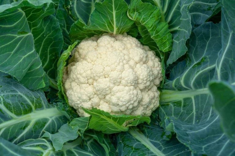 Complete List of White Vegetables